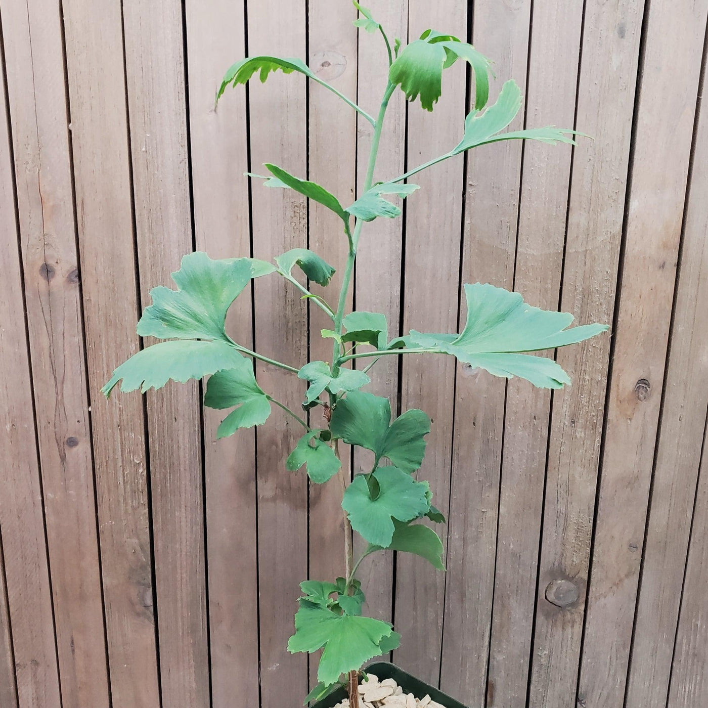 ginkgo plant indoor Quality Ginkgo Biloba Plants | Check Out Online
