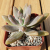 Darley sunshine - Graptosedum &