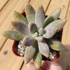 Darley sunshine - Graptosedum &