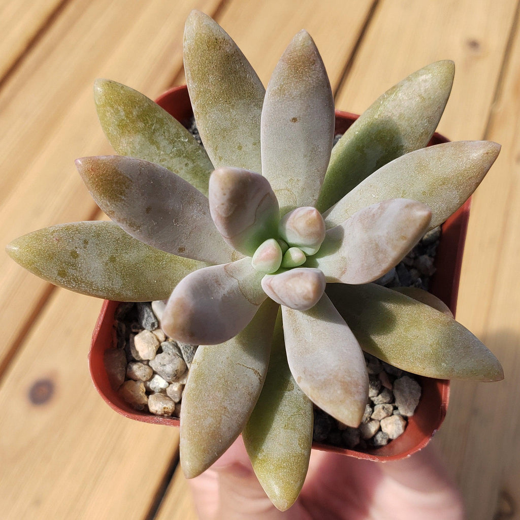 Darley sunshine - Graptosedum &