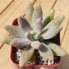 Darley sunshine - Graptosedum &