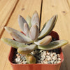 Darley sunshine - Graptosedum &