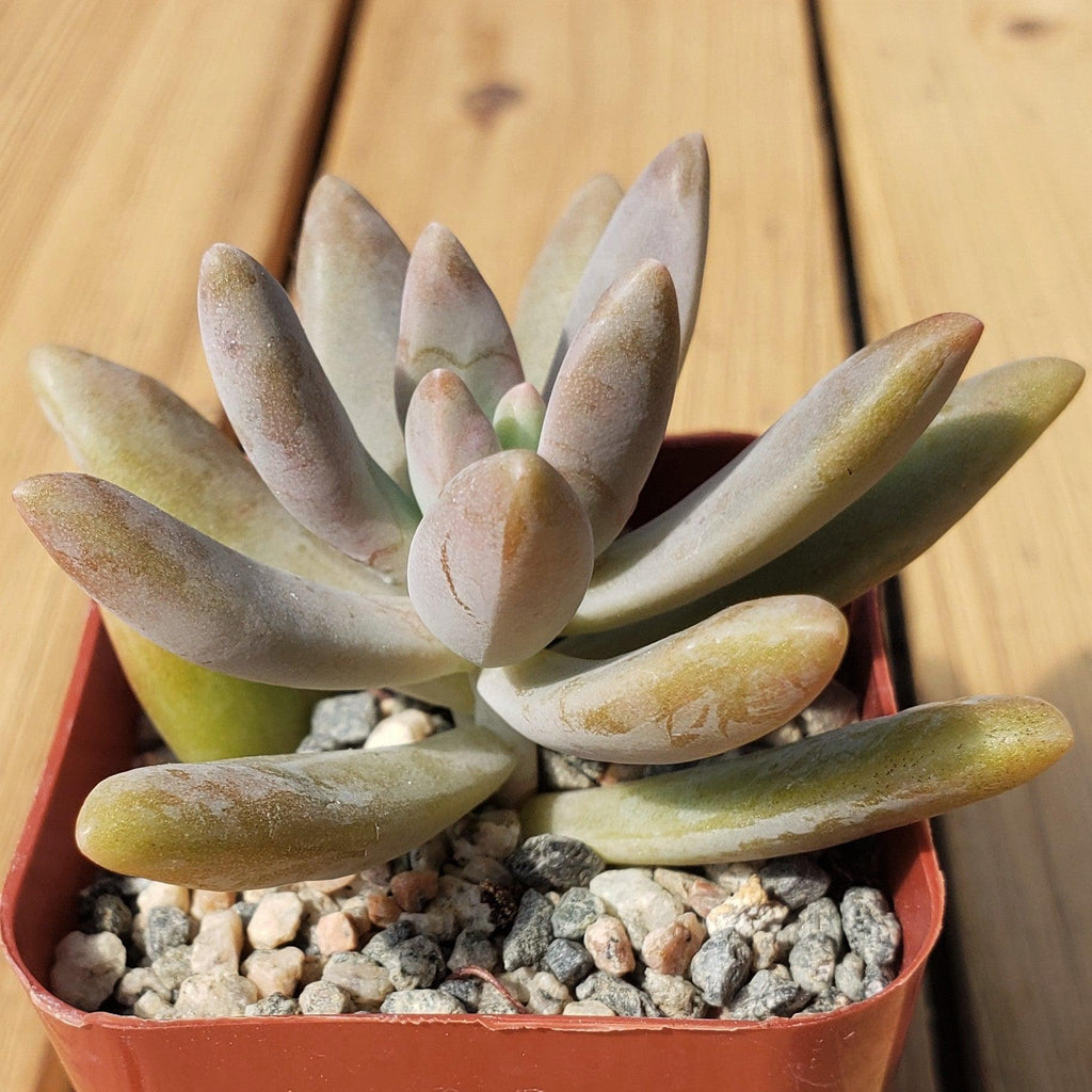 Darley sunshine - Graptosedum &