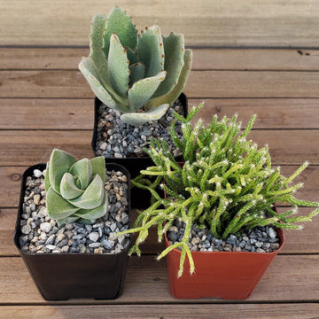 set of succulents Green Garden 2-Inch Succulents (3-Pack)
