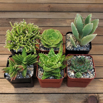 succulents space Green Garden 2-Inch Succulents (6-Pack)