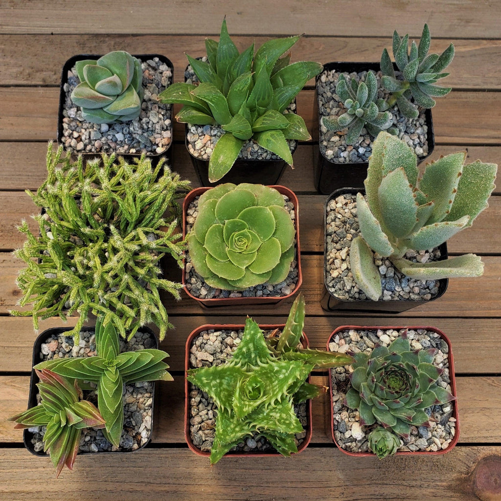Green Garden 2-Inch Succulents (4-Pack)