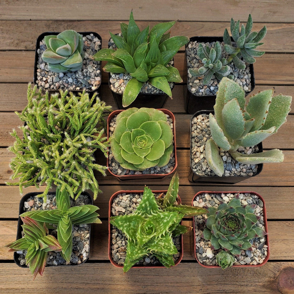 Green Garden 2-Inch Succulents (9-Pack)
