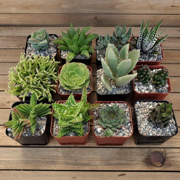 Green Garden 2-Inch Succulents (12-Pack)