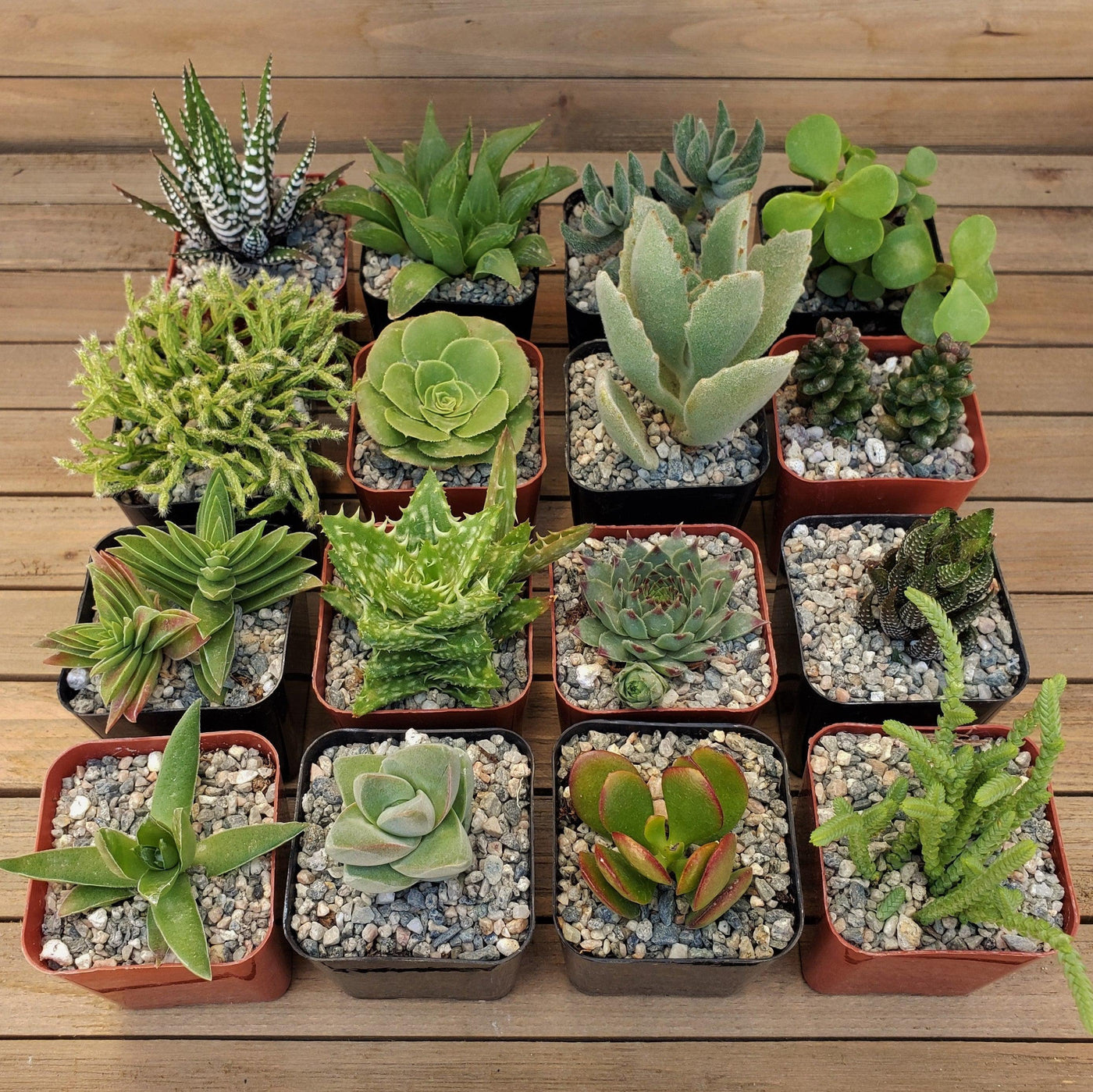 smallest succulent Green Garden 2-Inch Succulents (16-Pack)