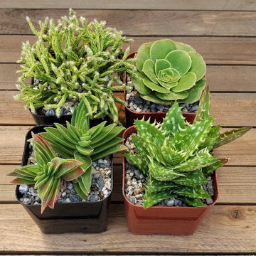 four leaf succulent Green Garden 2-Inch Succulents (4-Pack) – Planet Desert