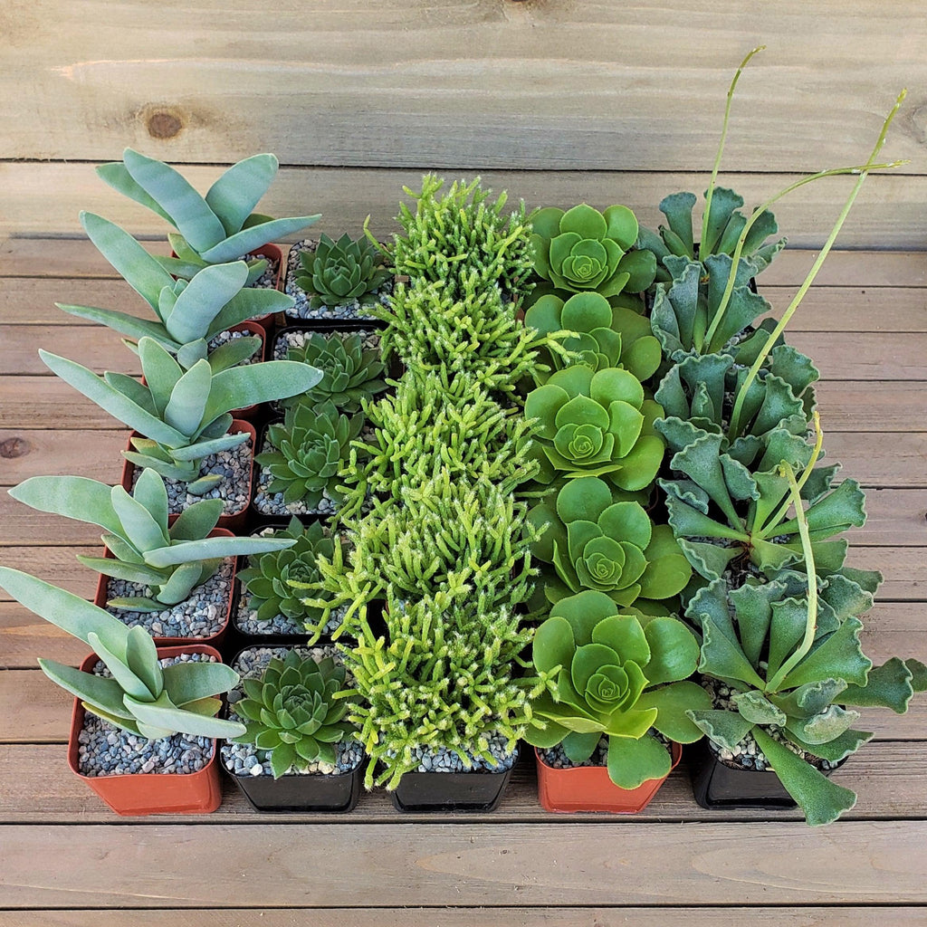Green Garden 2-Inch Succulent Variety (25-Pack)