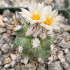 Gymnocactus gielsdorfianus