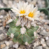 Gymnocactus gielsdorfianus