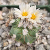 Gymnocactus gielsdorfianus