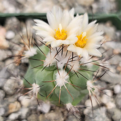 Gymnocactus gielsdorfianus