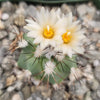 Gymnocactus gielsdorfianus