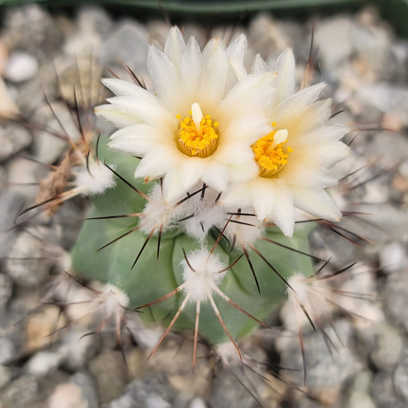 Gymnocactus gielsdorfianus