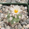 Gymnocactus gielsdorfianus