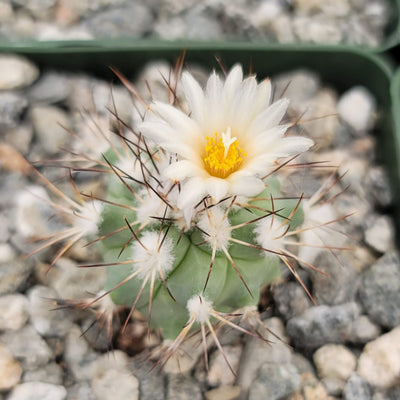 Gymnocactus gielsdorfianus