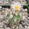 Gymnocactus gielsdorfianus