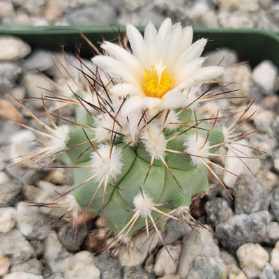 Gymnocactus gielsdorfianus