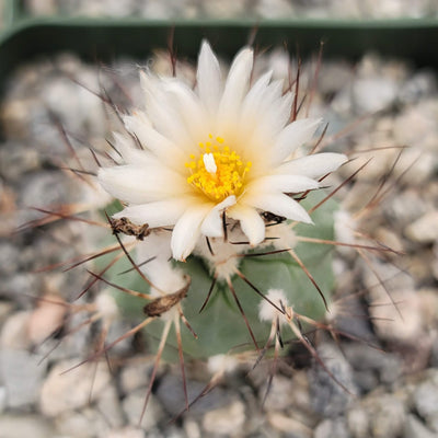 Gymnocactus gielsdorfianus