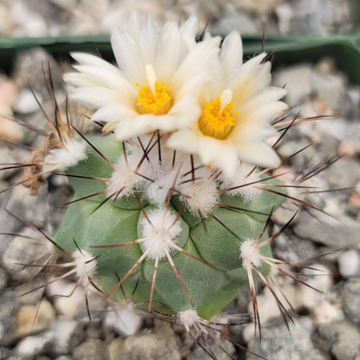 Gymnocactus gielsdorfianus