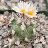 Gymnocactus gielsdorfianus