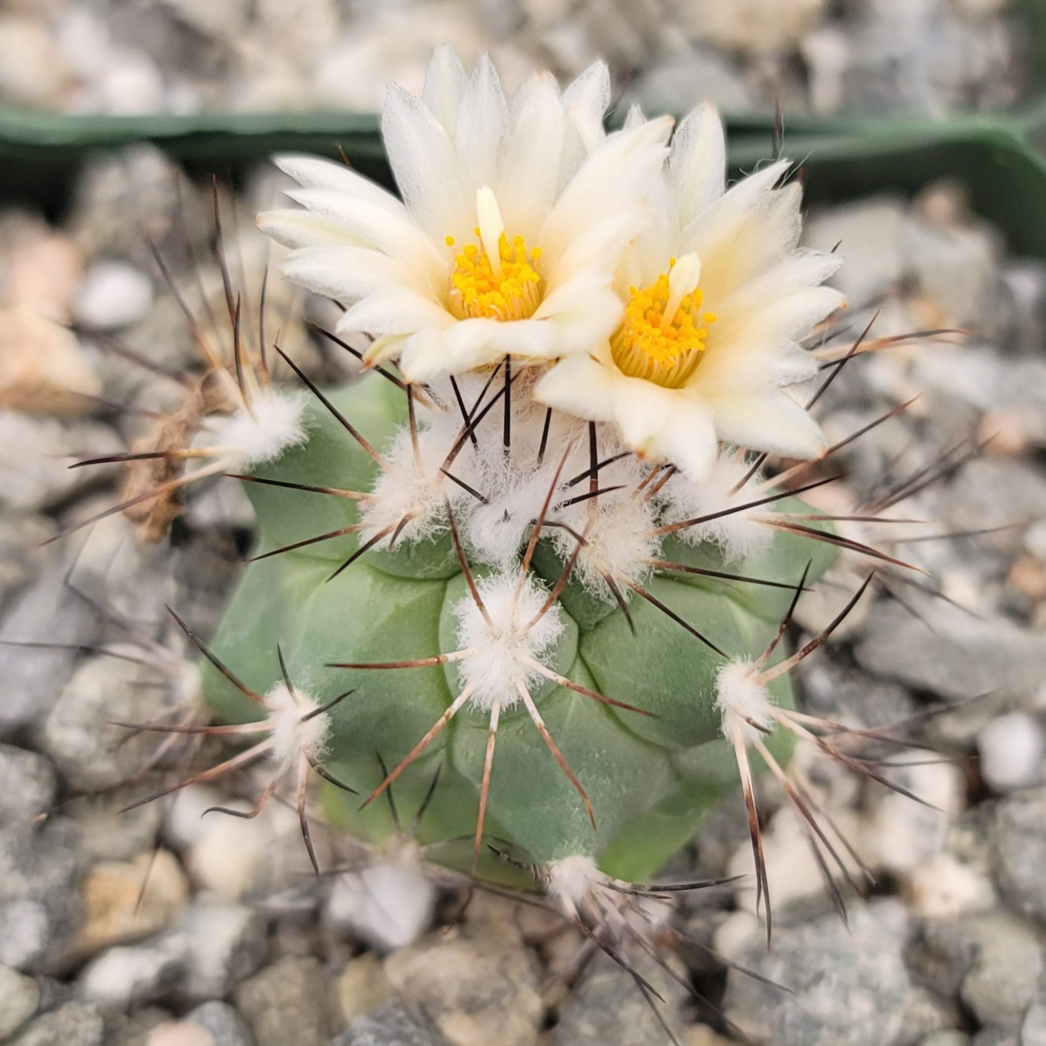 Gymnocactus gielsdorfianus