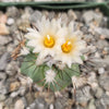 Gymnocactus gielsdorfianus