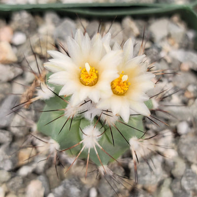 Gymnocactus gielsdorfianus