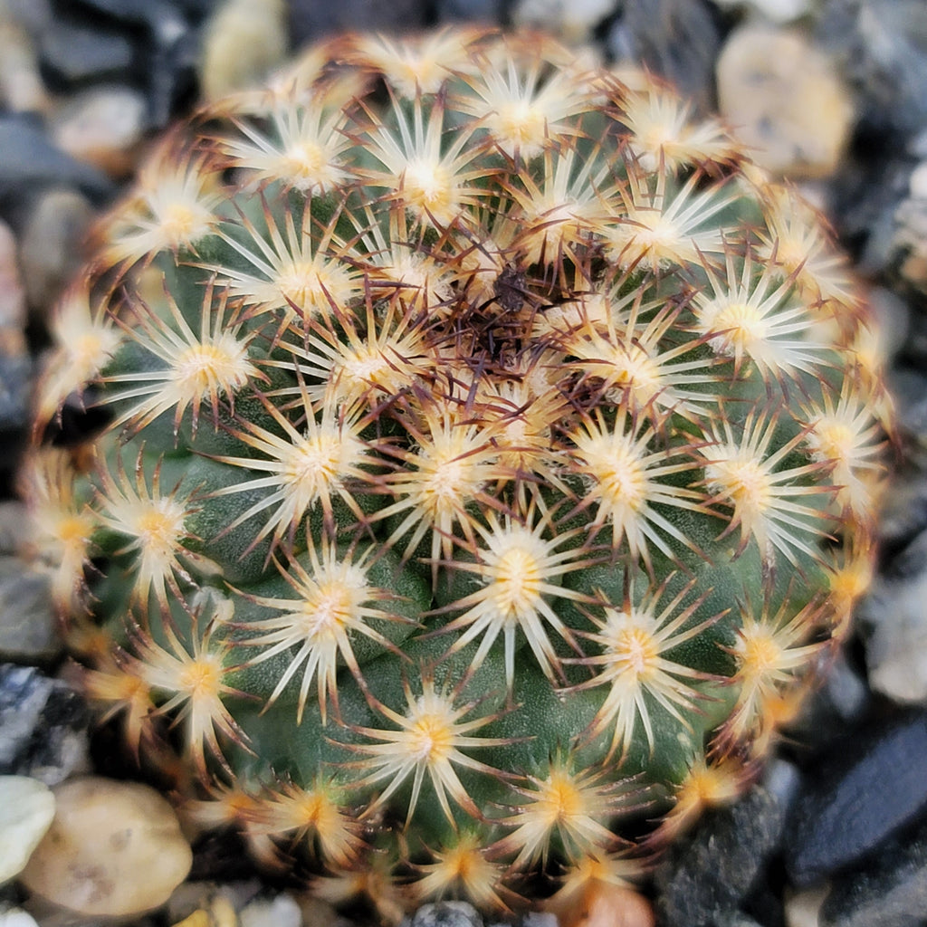 Gymnocactus ysabelae