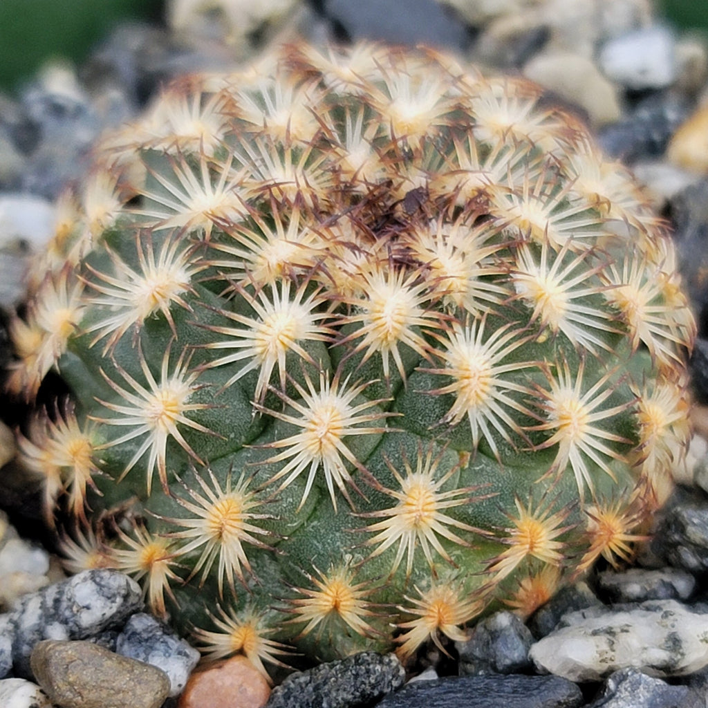 Gymnocactus ysabelae
