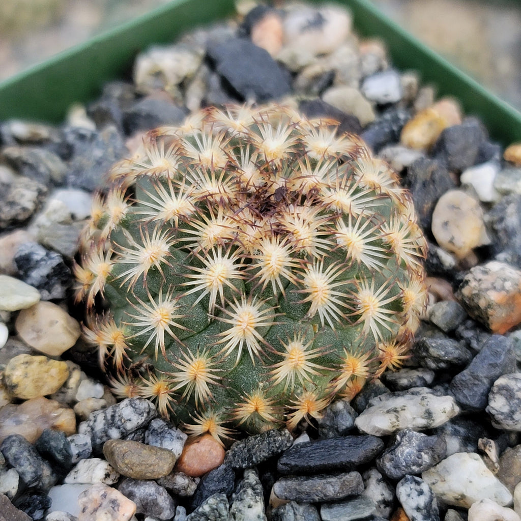 Gymnocactus ysabelae