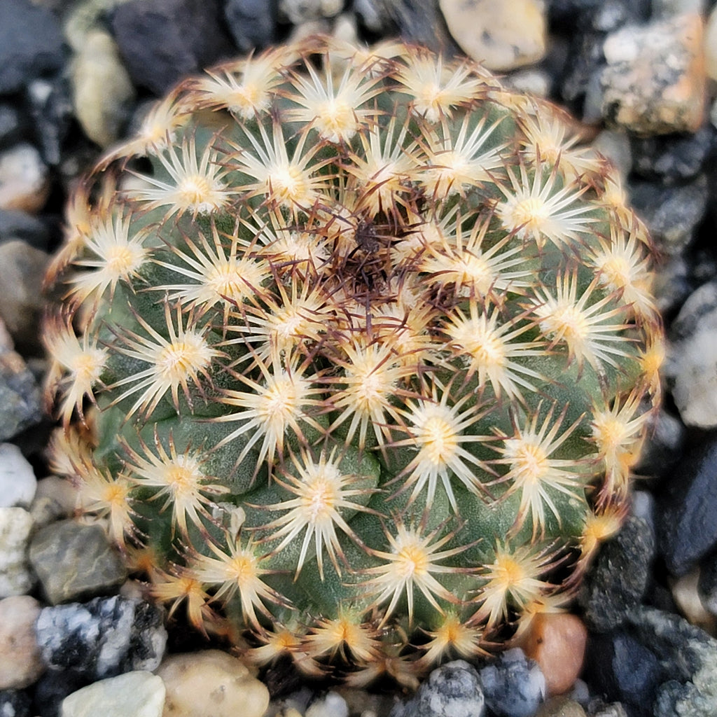 Gymnocactus ysabelae