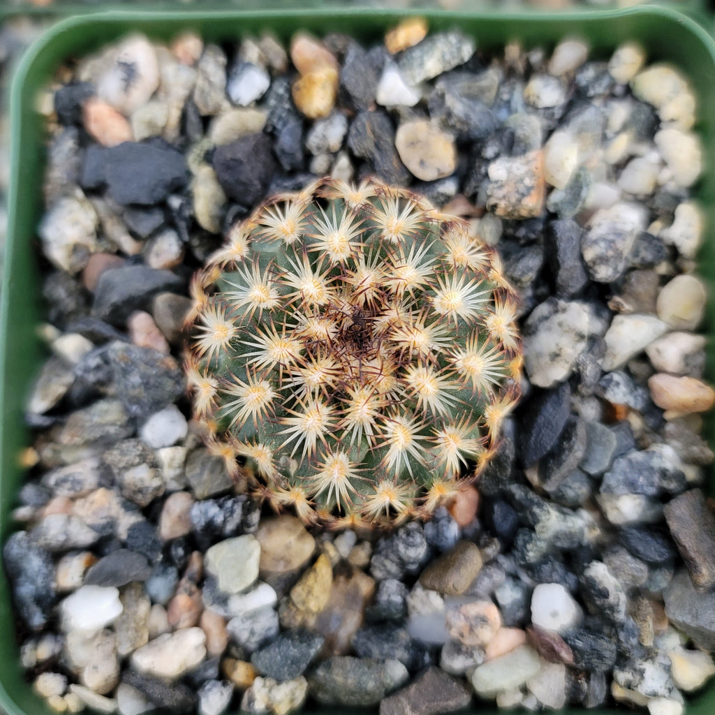 Gymnocactus ysabelae