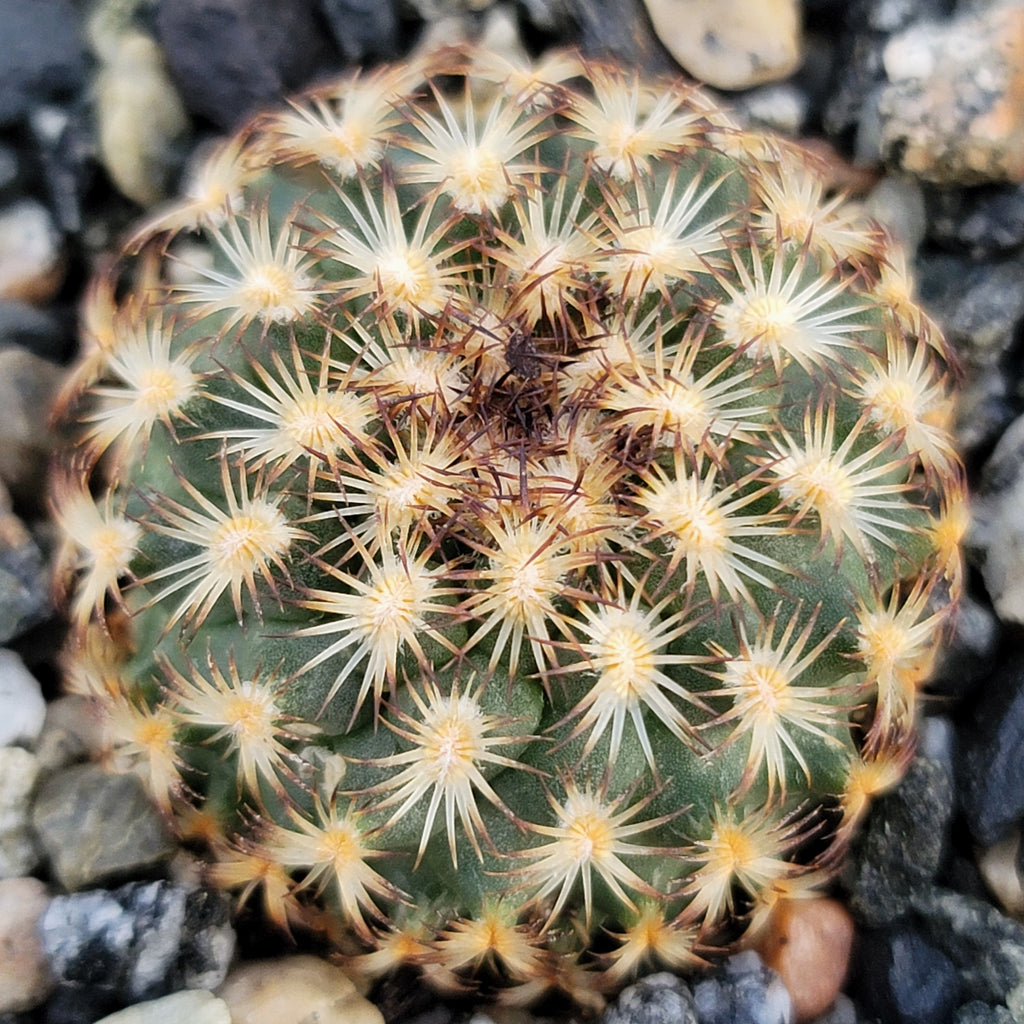 Gymnocactus ysabelae