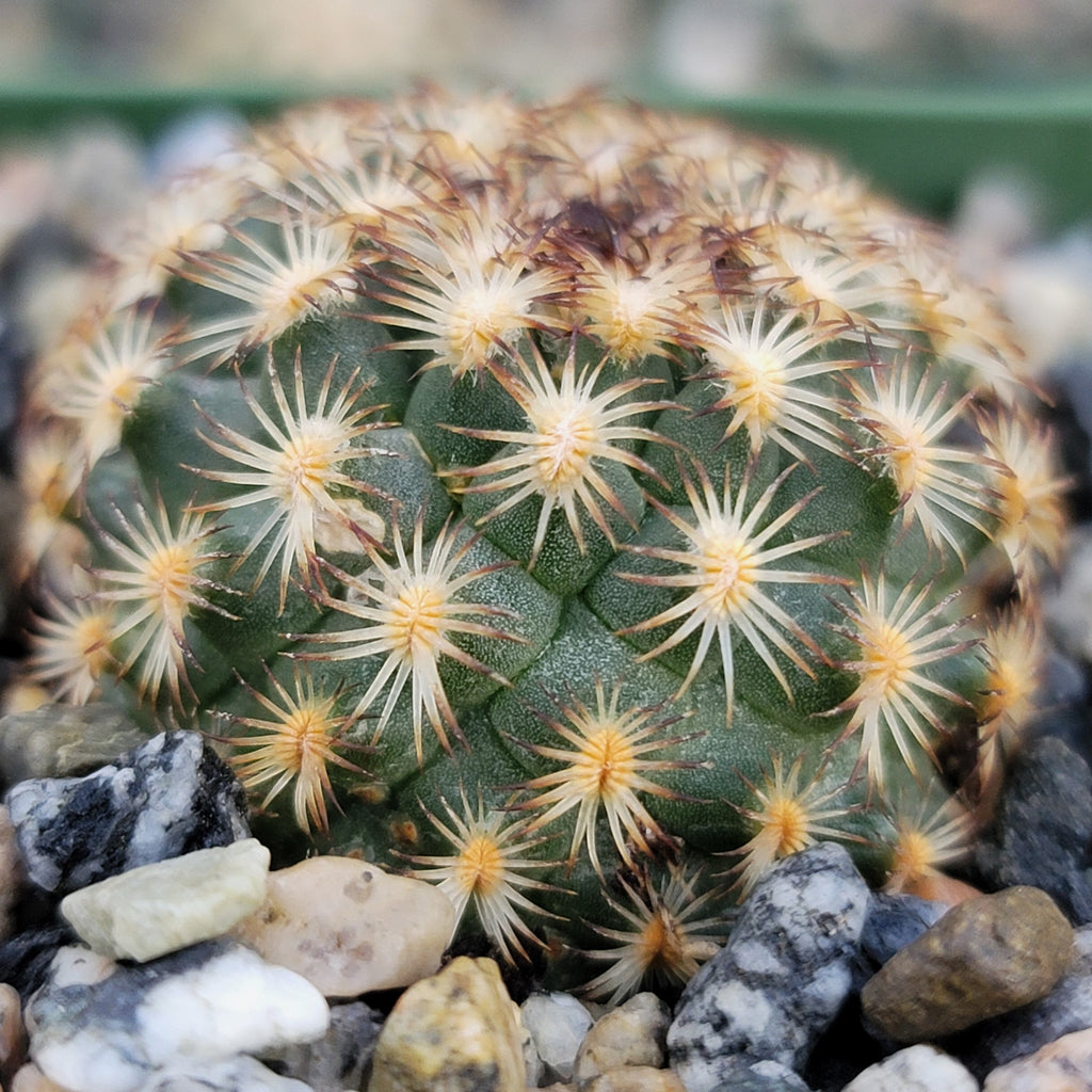 Gymnocactus ysabelae