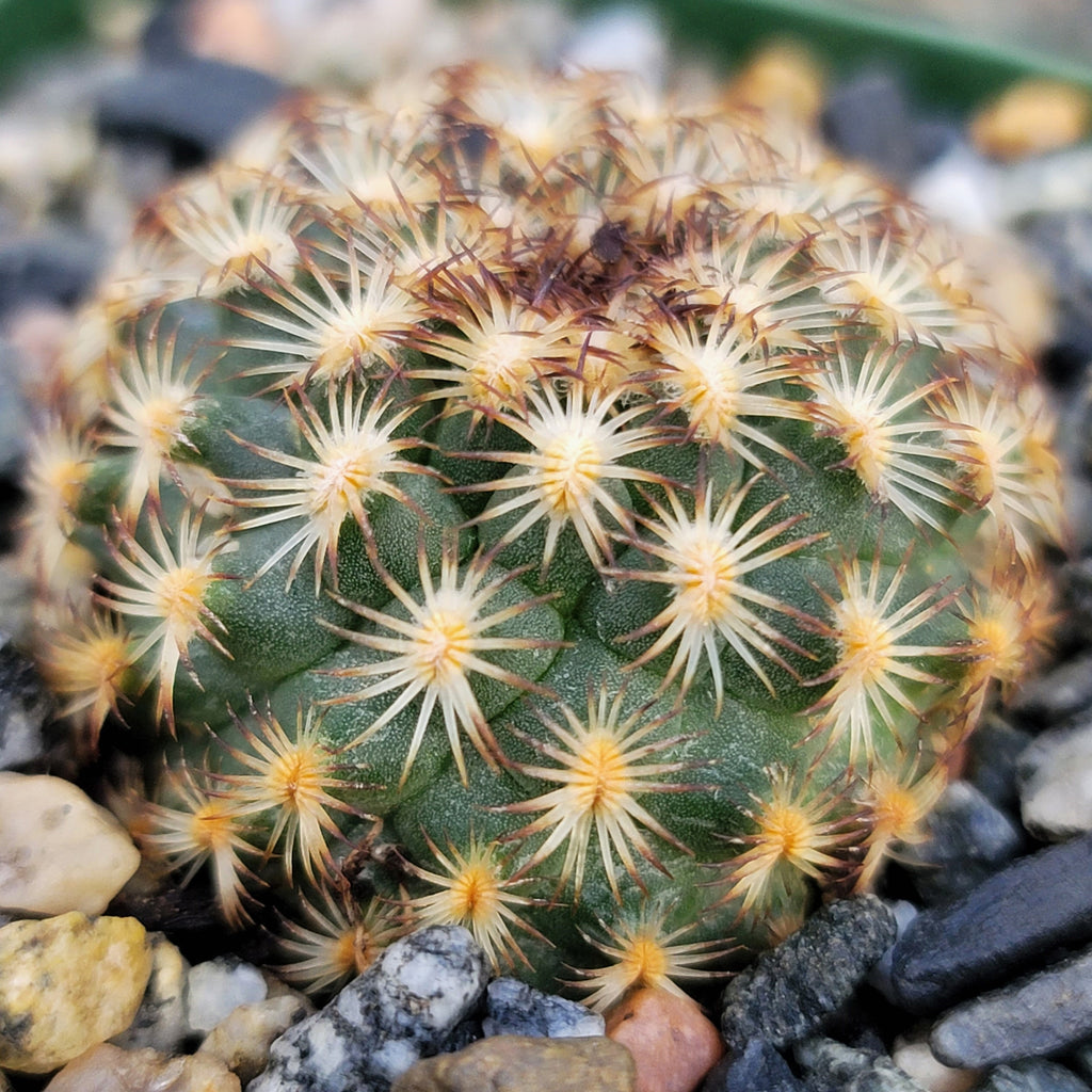 Gymnocactus ysabelae