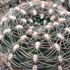 Gymnocalycium carolinense