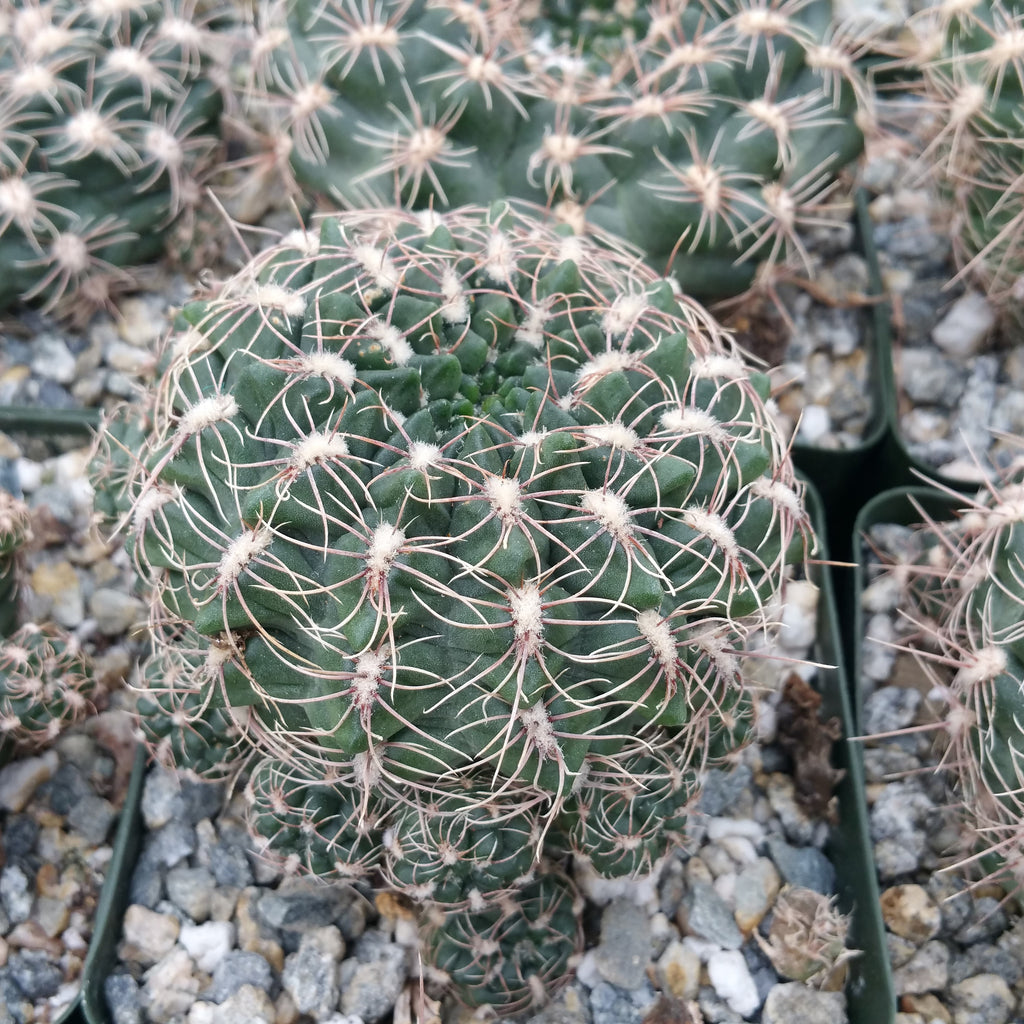 Gymnocalycium carolinense