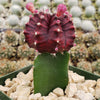 Grafted Purple Moon Cactus - Gymnocalycium mihanovichii Hibotan