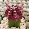 Grafted Purple Moon Cactus - Gymnocalycium mihanovichii Hibotan