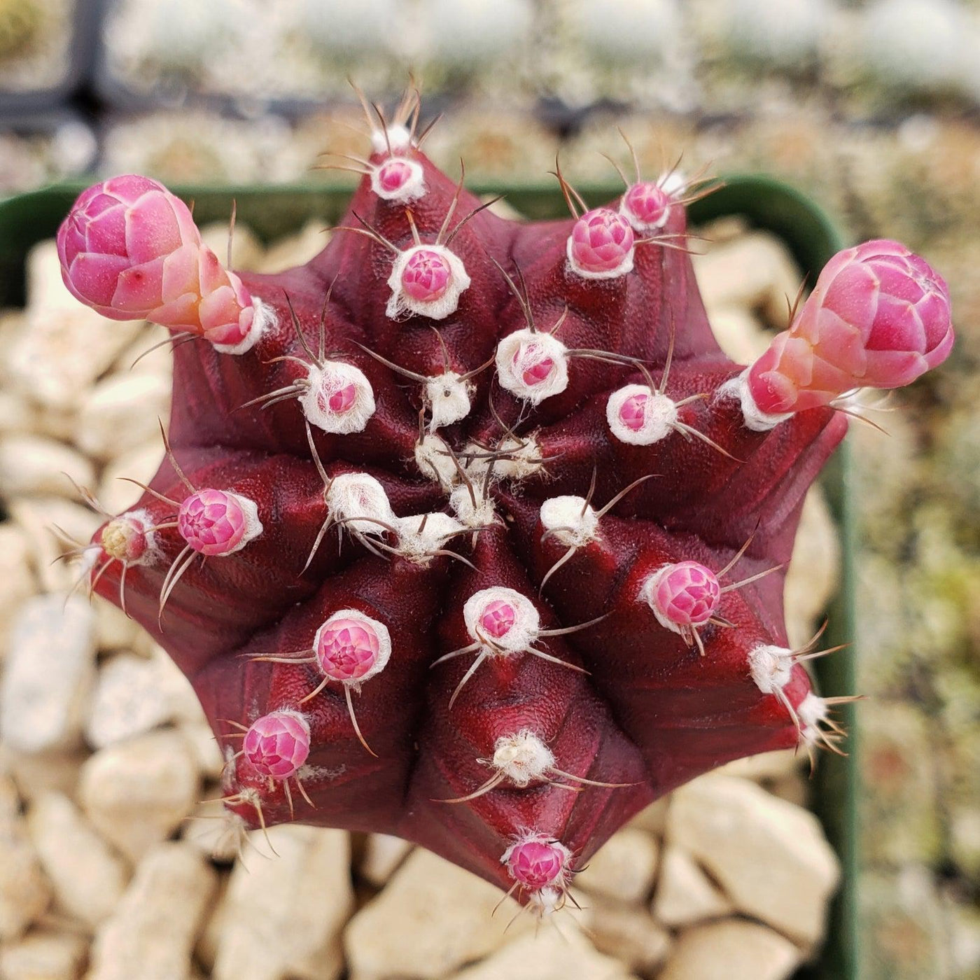 Grafted Purple Moon Cactus - Gymnocalycium mihanovichii Hibotan