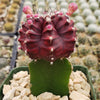 Grafted Purple Moon Cactus - Gymnocalycium mihanovichii Hibotan