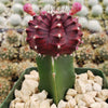 Grafted Purple Moon Cactus - Gymnocalycium mihanovichii Hibotan