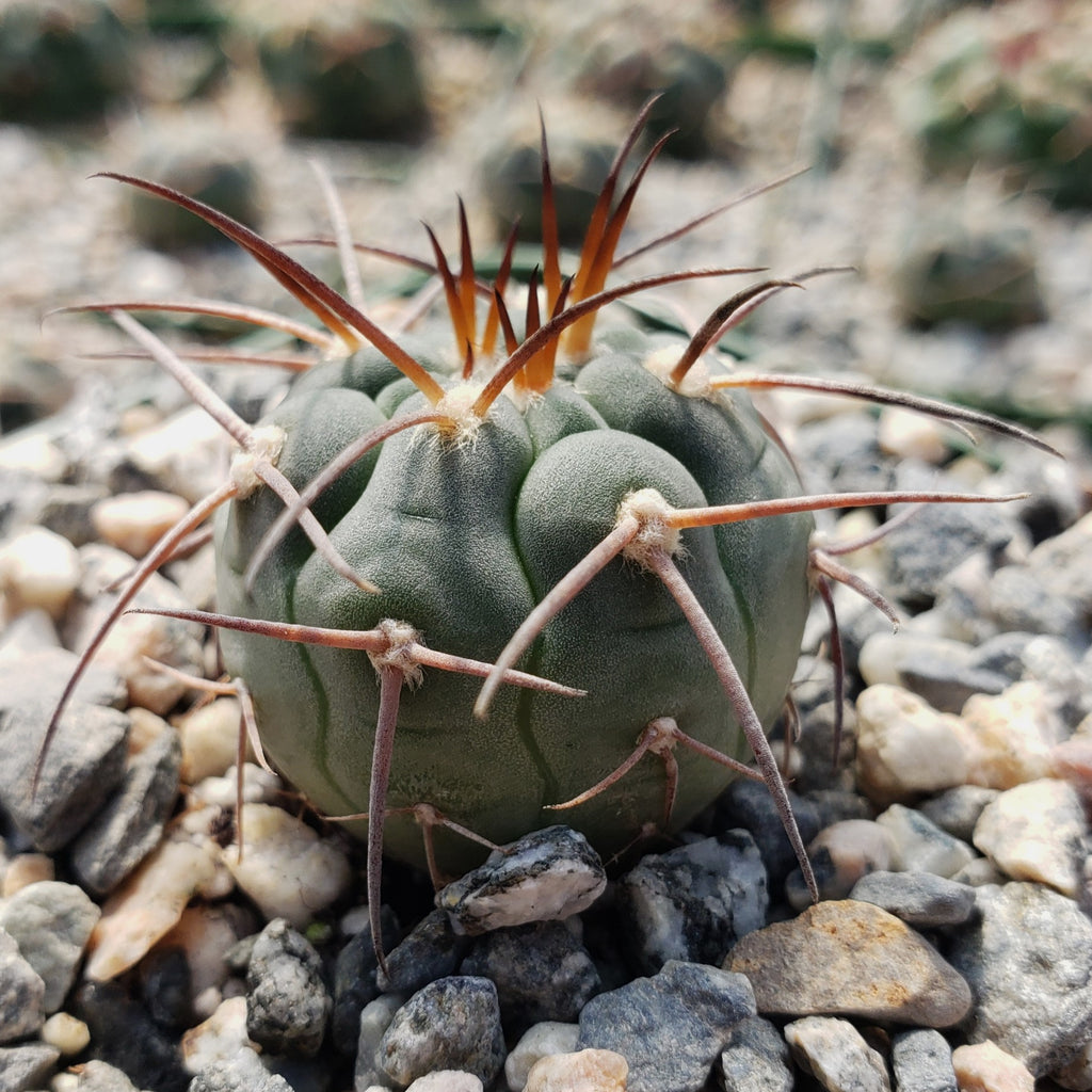 Gymnocalycium spegazzinii armatum