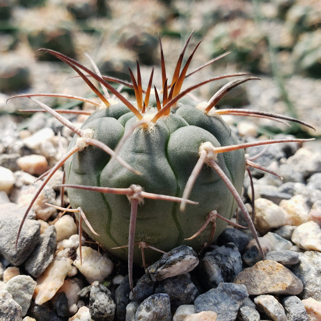 Gymnocalycium spegazzinii armatum