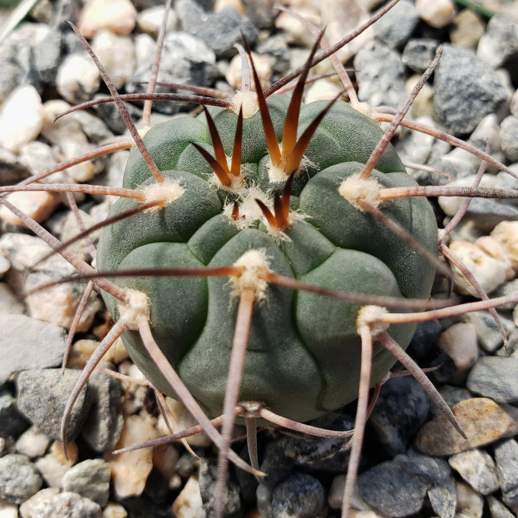 Gymnocalycium spegazzinii armatum