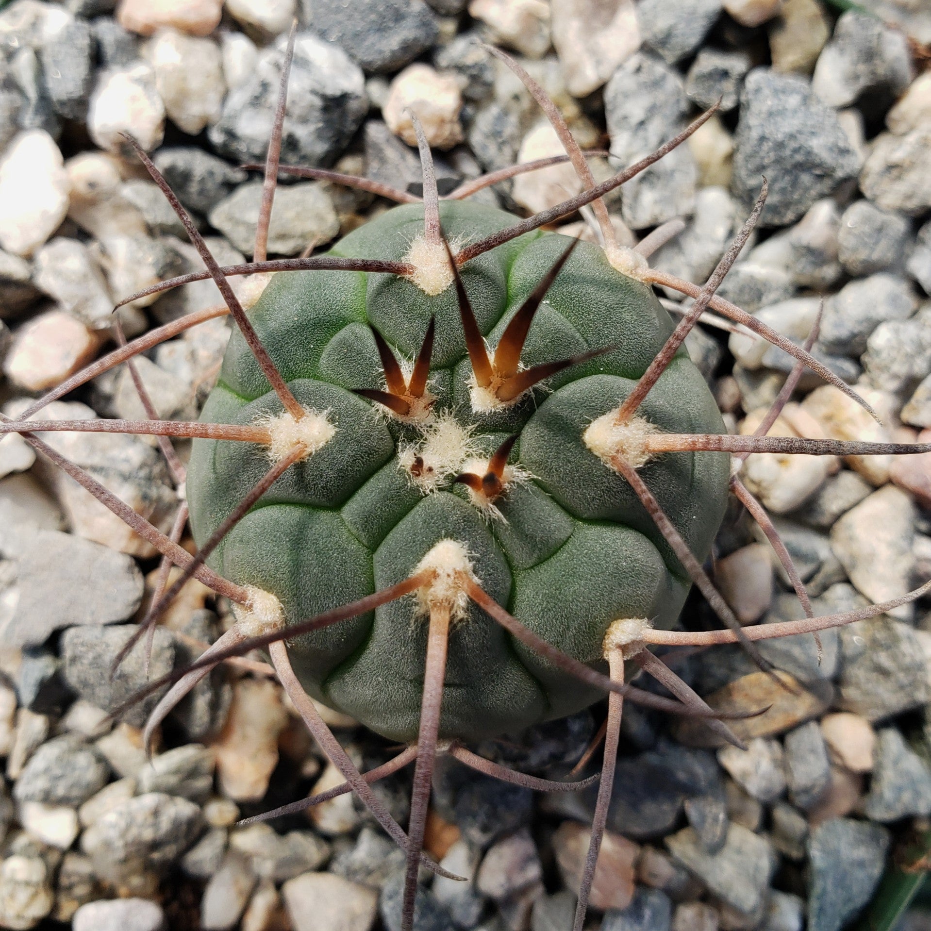 Gymnocalycium spegazzinii armatum